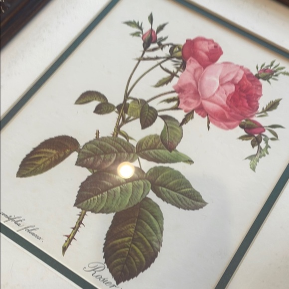 Framed Botanical Rose Art Print - Picture 2 of 4